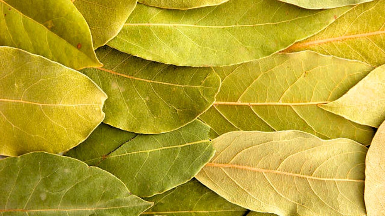 BAY LEAVES: They are a natural insect repellent. Place them in containers of grains, rice, pasta and flour to deter weevils and other pantry pests. (Pic credit: iStock)