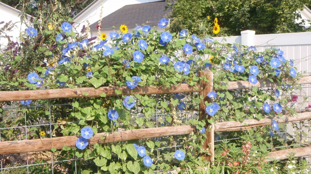 Morning Glory: Morning glory vines offer colorful, trumpet-shaped flowers that open in the morning and close in the afternoon. They are easy to grow from seed and can quickly cover fences or trellises. (Pic Credit: Google)