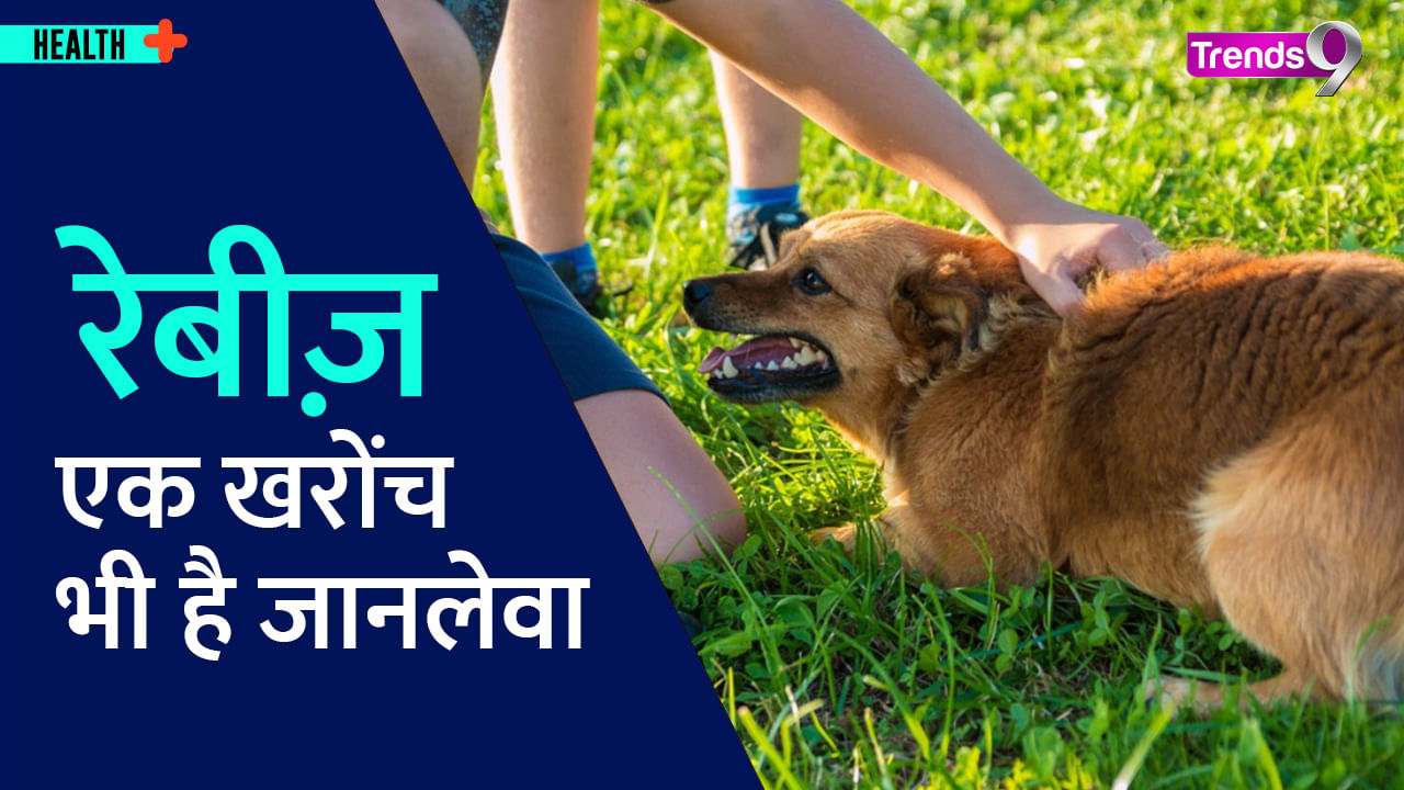 Rabies Symptoms and Causes; What to Do if Your Dog Bites You? Know Here Trends9