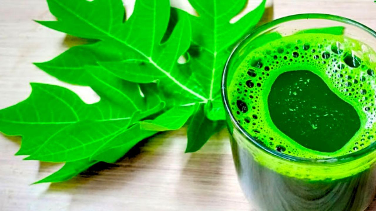 Unravelling The Numerous Benefits Of Drinking Papaya Leaf Juice Trends9