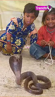 Shocking ! People in This Village in Maharashtra Live With Snakes - Watch Video