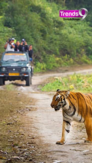 Easy Steps to Booking Your Dream Jim Corbett Trip - Watch Video